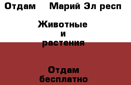 Отдам  - Марий Эл респ. Животные и растения » Отдам бесплатно   
